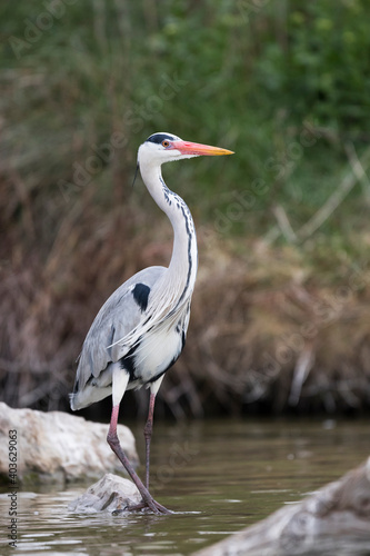 Canvastavla Grey Heron, Ardea cinerea