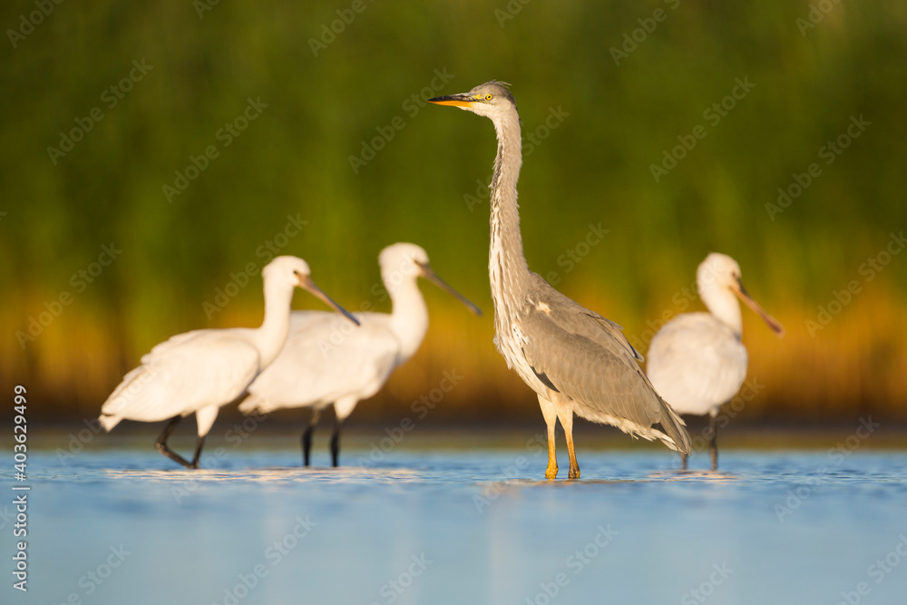 Grey Heron, Ardea cinerea Grey Heron, Ardea cinerea