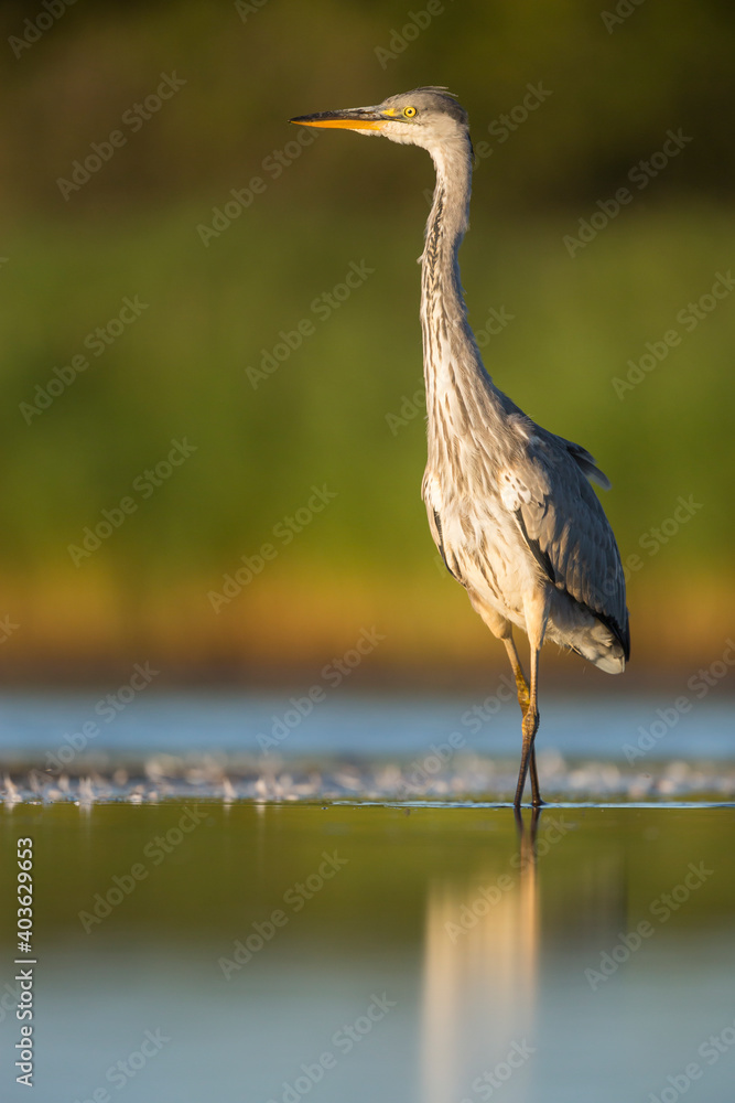 Grey Heron, Ardea cinerea Grey Heron, Ardea cinerea