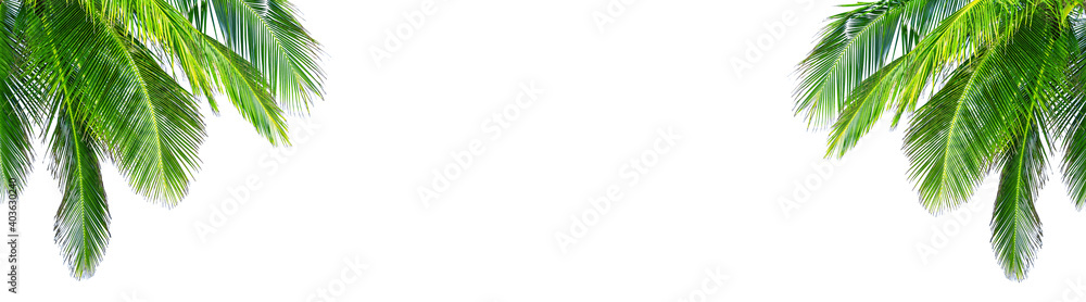 Coconut palm tree leaf on white background. Long banner Coconut palm tree leaf on white background. Long banner