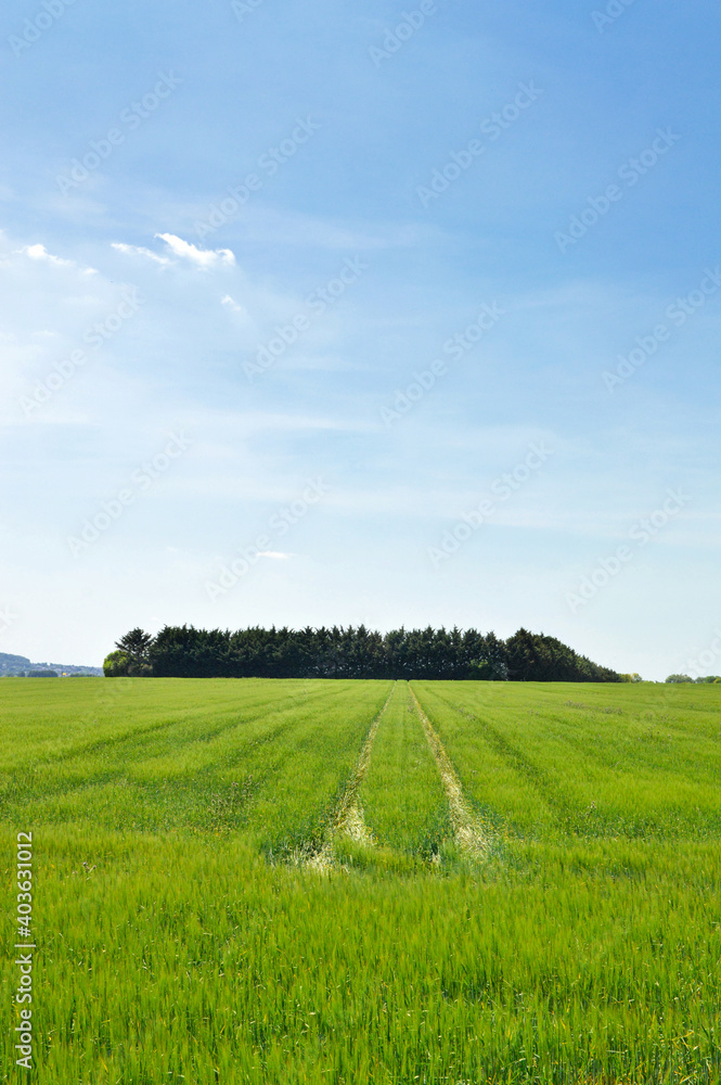 Beautiful countryside landscape under a blue sky during spring. With a wheat field. Beautiful countryside landscape under a blue sky during spring. With a wheat field.