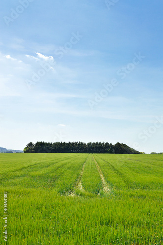 Beautiful countryside landscape under a blue sky during spring. With a wheat field. © jpr03