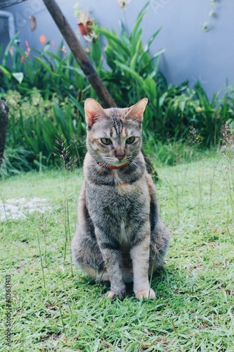 cat in the garden