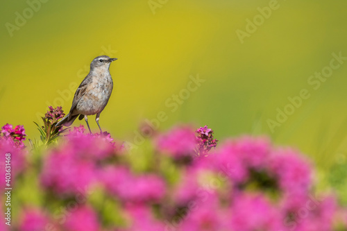 Waterpieper, Water Pipit, Anthus spinoletta spinoletta photo