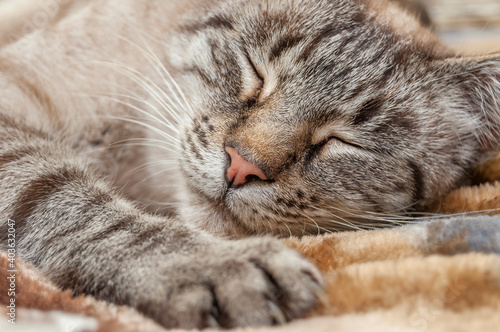 striped fur cat sleeping, close up image with a paw in front