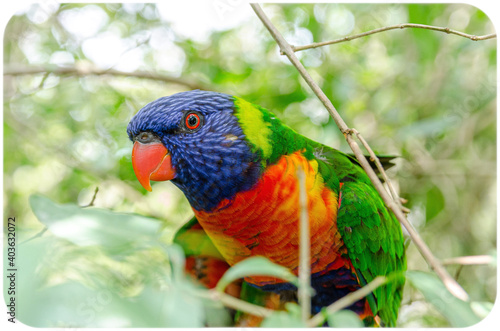 rainbow lorikeet parrot photo