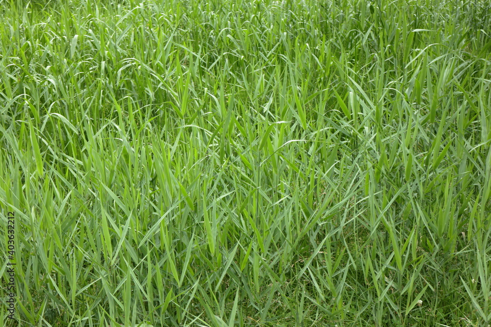 Obraz premium 草むら