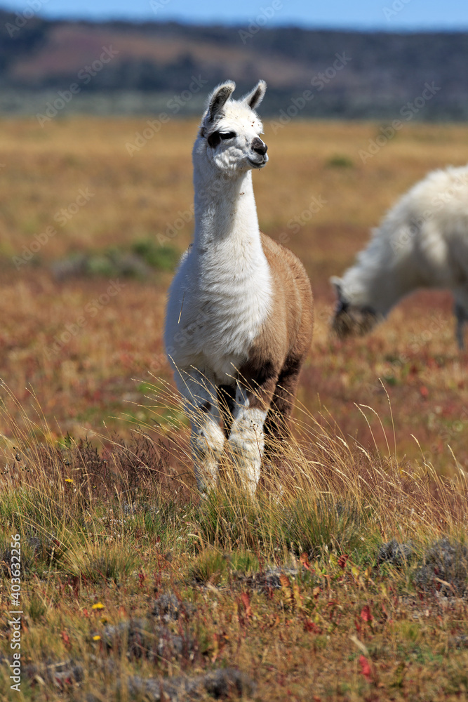 Fototapeta premium Lamas