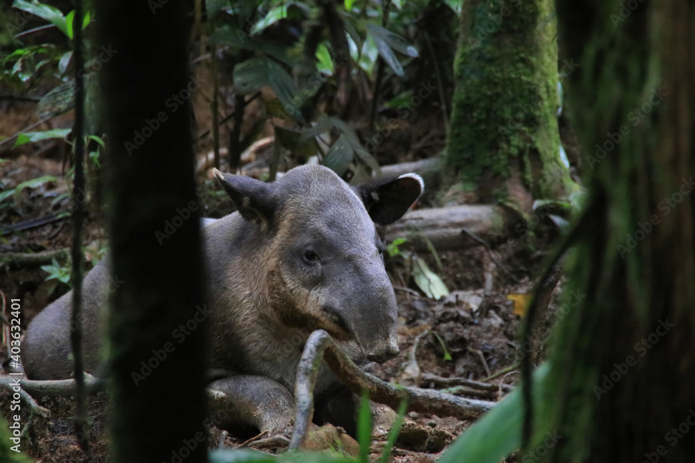 Fototapeta premium a tapir sitting in the rainforest