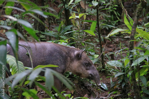 a tapir walking through the rainforest photo
