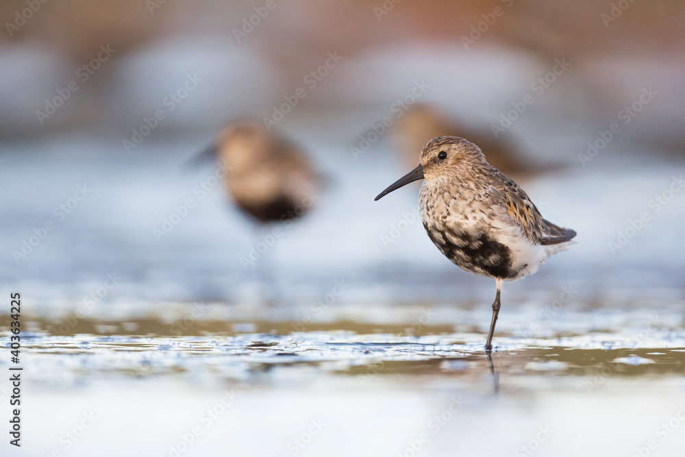 Dunlin, Calidris alpina