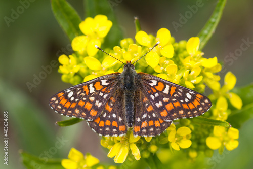 Scarce Fritillary, Euphydryas maturna staudingeri