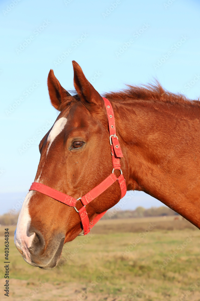Obraz premium Head shot portrait of a thoroughbred stallion at sunset on meadow