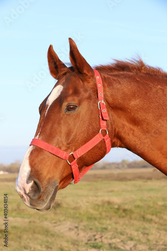 Head shot portrait of a thoroughbred stallion at sunset on meadow