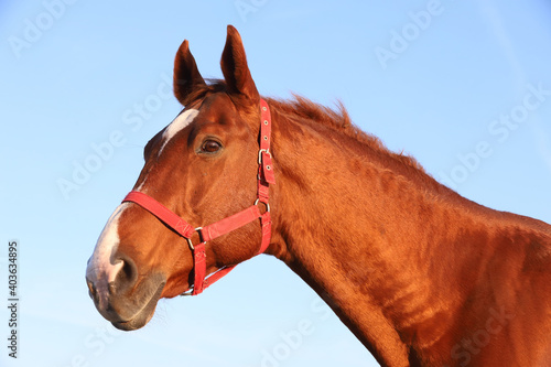 Head shot portrait of a thoroughbred stallion at sunset on meadow