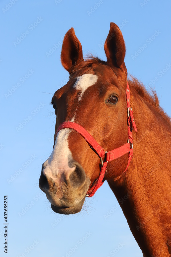Obraz premium Head shot portrait of a thoroughbred stallion at sunset on meadow