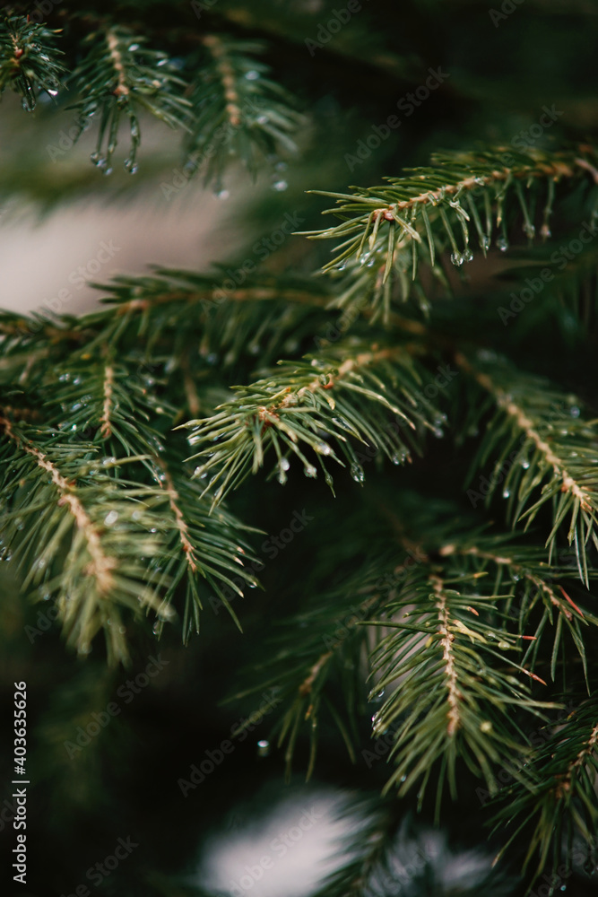 Pine abstract pattern. Nature photography. 