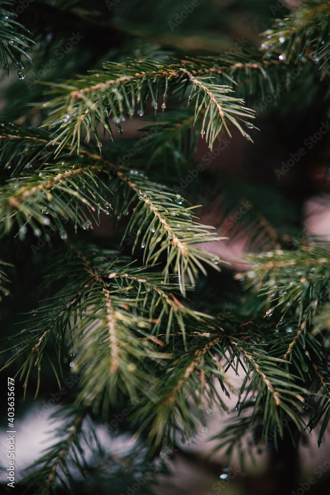 Pine abstract pattern. Nature photography. 