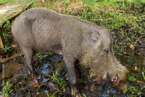 Free living and free roaming Borneo bearded pig in the headquarter of the Bako National Park on Borneo. The camp headquarter is fascinating place to spot wild animals