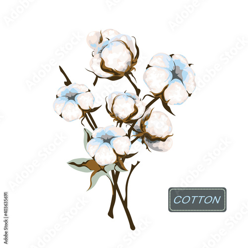 Bouquet of cotton branch. White fiber bolls and leaf on the stem. Fluffy flower. Botanical illustration.