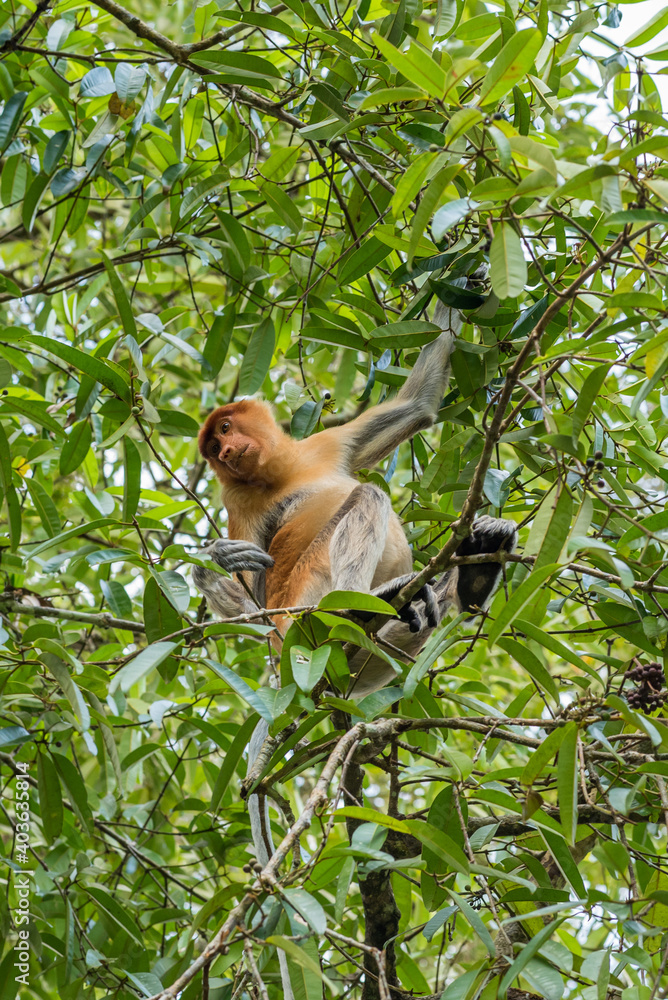 Fototapeta premium Long-nosed monkey in a tree in the Bako National Park, which is home to approximately 150 endangered proboscis monkeys which are endemic to Borneo