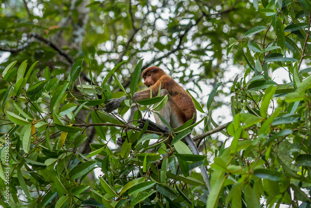 Long-nosed monkey in a tree in the Bako National Park, which is home to approximately 150 endangered proboscis monkeys which are endemic to Borneo Long-nosed monkey in a tree in the Bako National Park, which is home to approximately 150 endangered proboscis monkeys which are endemic to Borneo