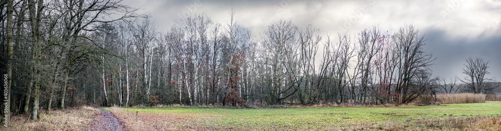 Obraz premium a panoramic view of a forest landscape