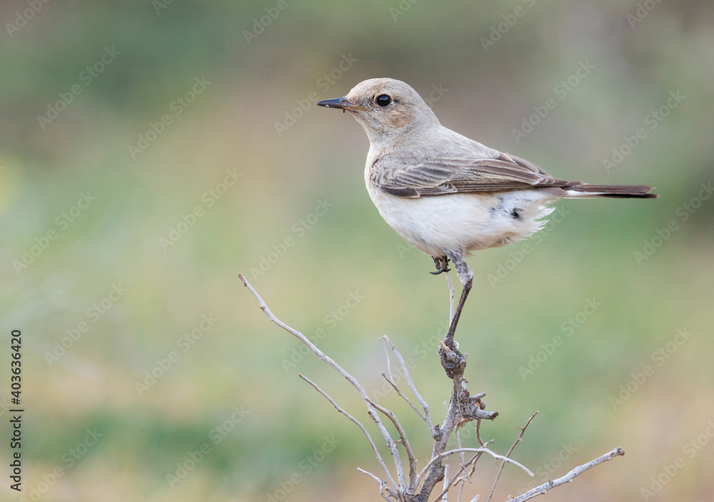 Finsch's Wheatear, Oenanthe finschii ssp. barnesi Finsch's Wheatear, Oenanthe finschii ssp. barnesi