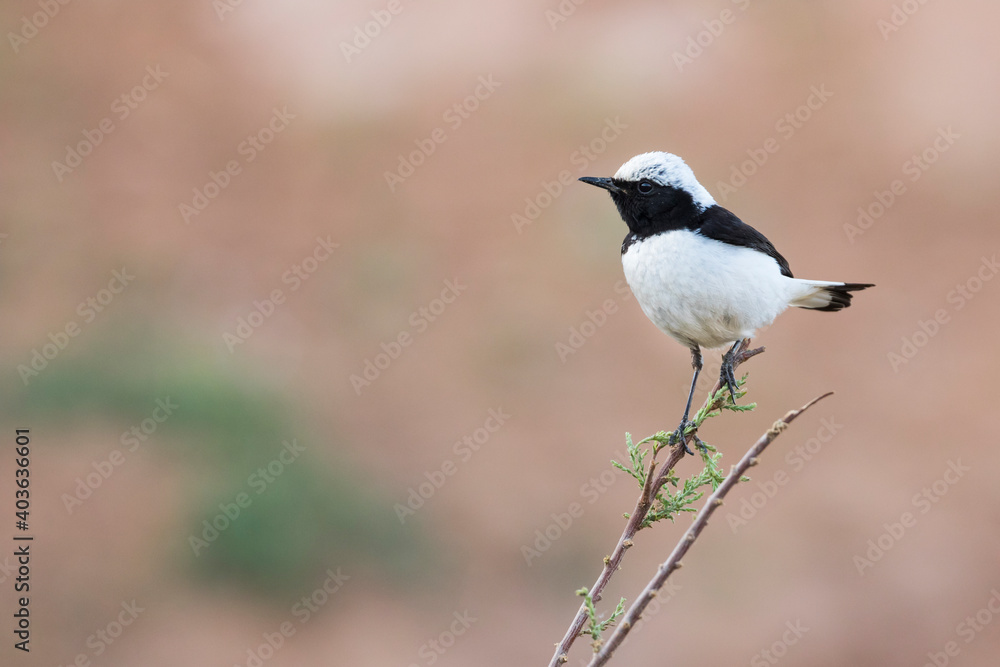 Obraz premium Finsch's Wheatear, Oenanthe finschii ssp. barnesi