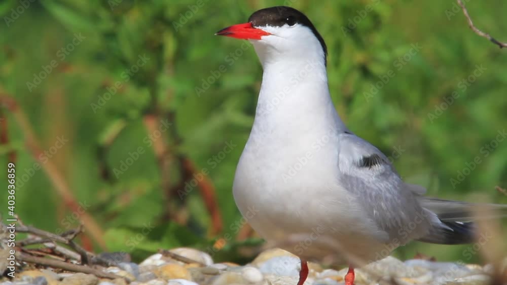 The common tern in the nest on the gravel bar island of the Drava River