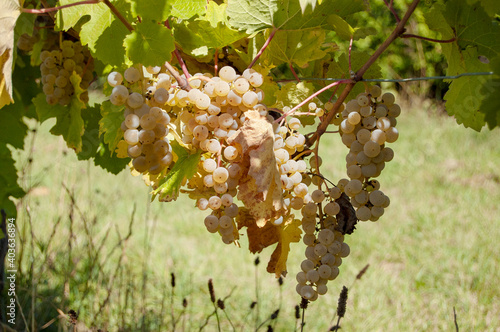 Grapes on vine in a german vineyard
