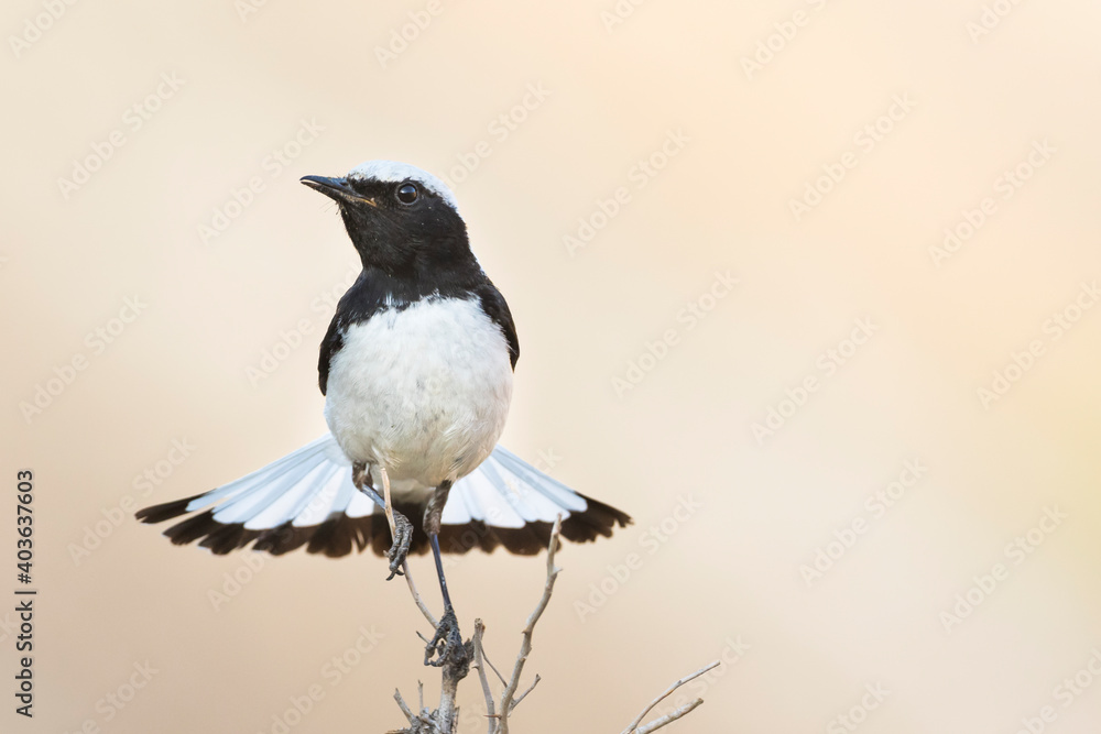Fototapeta premium Finsch's Wheatear, Oenanthe finschii