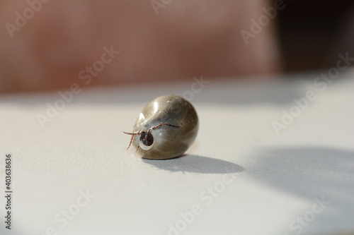 Soaked tick - with leaking liquid photo