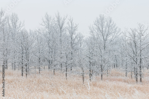 Oak savanna on the Illinois prairie at the Orland Grasslands on a foggy winter morning