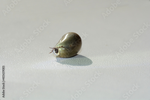 One soaked tick - with leaking liquid photo