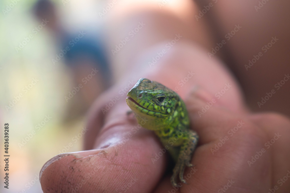 The lizard is green. Lizard in the hands of a man. The dragon is small. Lizard in nature. The man is catching a lizard. The lizard is green. Lizard in the hands of a man. The dragon is small. Lizard in nature. The man is catching a lizard.