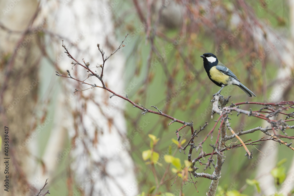 Great Tit, Parus major ssp. major Great Tit, Parus major ssp. major