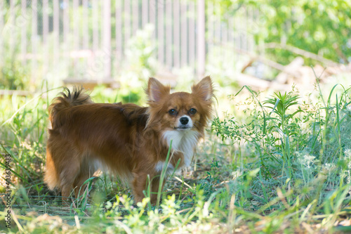 Fototapeta Naklejka Na Ścianę i Meble -  Chihuahua redhead. Dog in the country. Puppy in nature. Garden and dog.