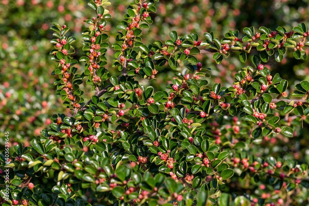 The branches of the Cotoneaster horizontalis, which bloom profusely with pink small flowers and glossy leaves The branches of the Cotoneaster horizontalis, which bloom profusely with pink small flowers and glossy leaves