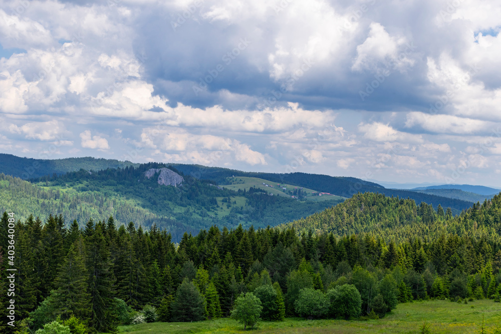 forest in the mountains