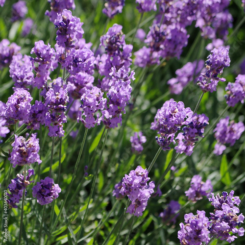 beautiful blooming purple lavender closeup