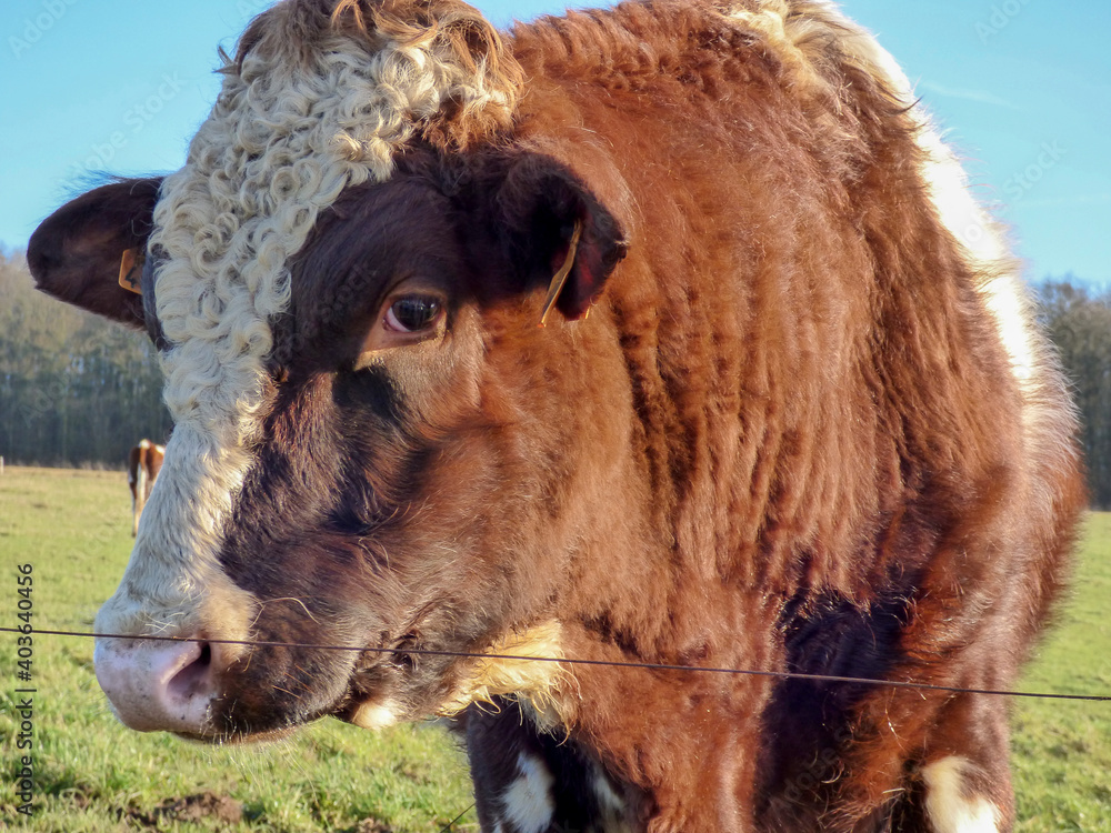 Fototapeta premium close-up of a bull, red Holstein breed