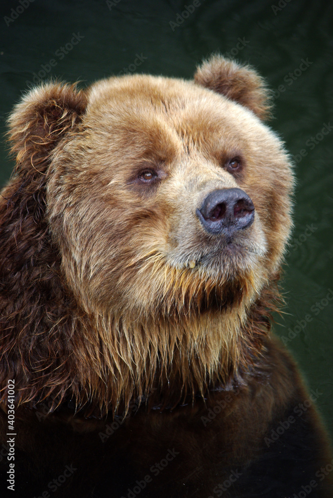 Fototapeta premium brown bear closeup portrait