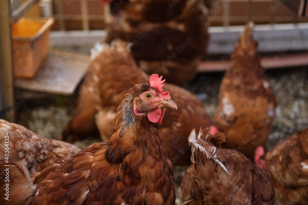 Portrait of a domestic hen's head at home in the village