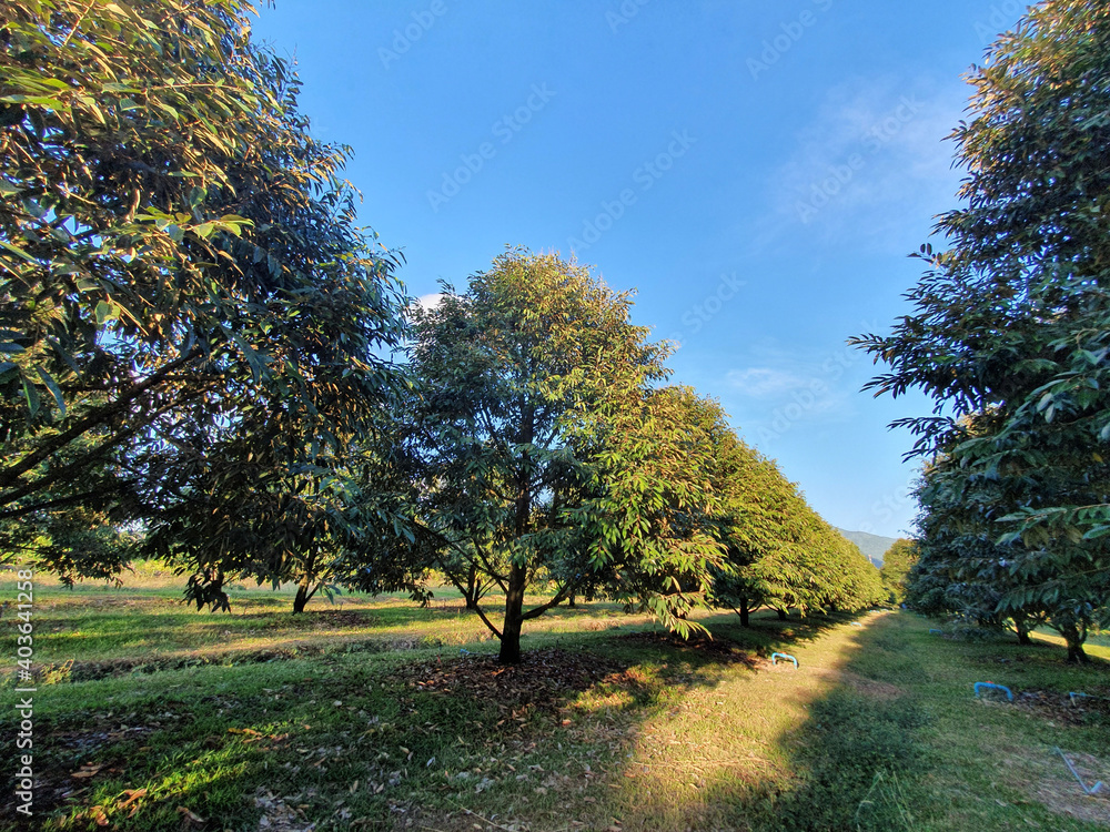 Obraz premium Durian in the park