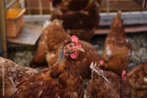Obraz na płótnie Portrait of a domestic hen's head at home in the village w salonie