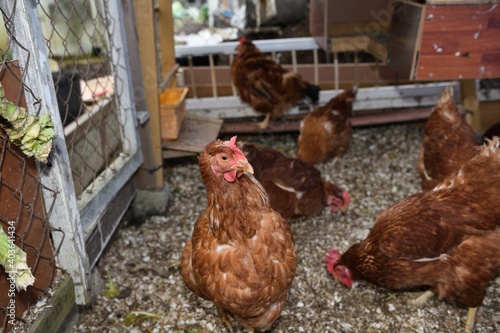 Top view of laying hen chickens eating on a home farm