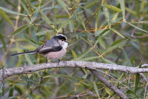 Long-tailed Tit, Aegithalos caudatus ssp. irbii