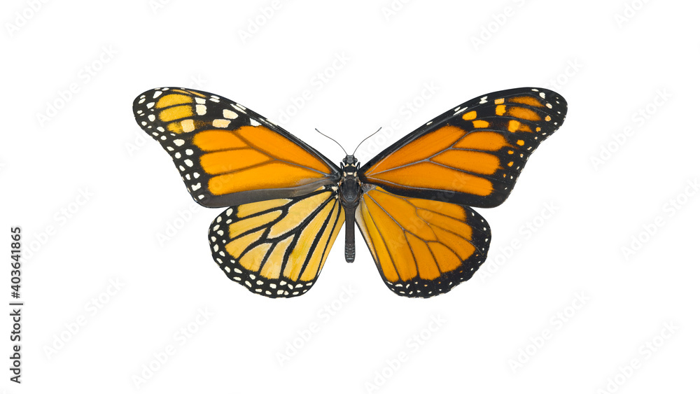 Macro shot of big monarch butterfly. Top view of natural yellow butterfly isolated on white background with Clipping path. 3D Rendering Macro shot of big monarch butterfly. Top view of natural yellow butterfly isolated on white background with Clipping path. 3D Rendering