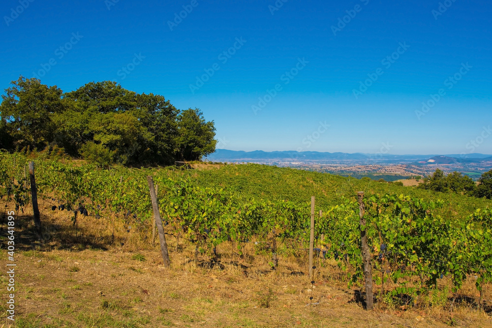 Grapes growing in the late summer landscape near Scansano, Grosseto Province, Tuscany, Italy
